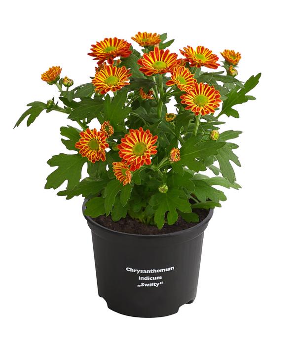 Chrysantheme 'Swifty', verschiedene Farben
