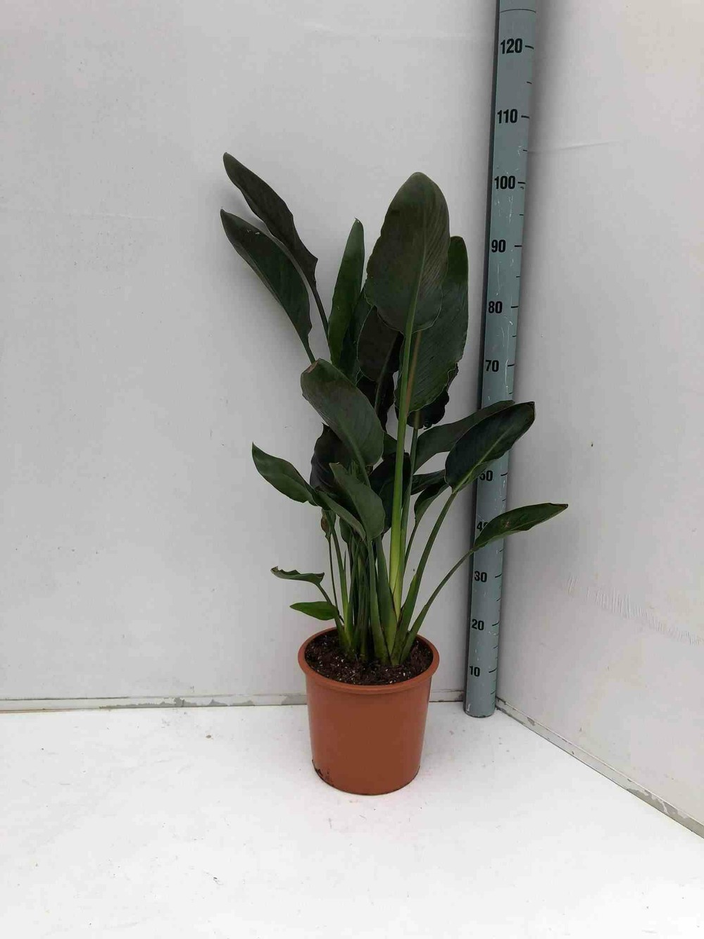 Strelitzia reginae (oiseaux du paradis) taille pot de 3 litres ? 60/80 cm - orange et bleu