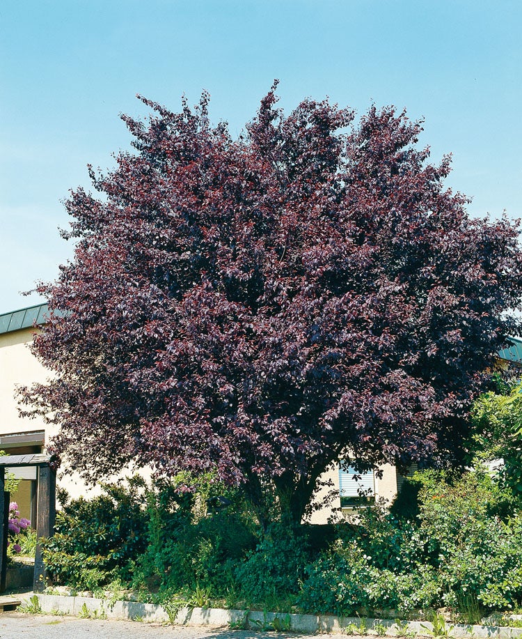 Kerspruim (Prunus cerasifera 'Nigra') D 32 H 180 cm