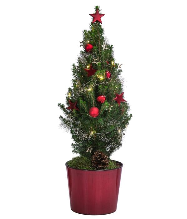 Geschmückter Weihnachtsbaum Antikrot, mit