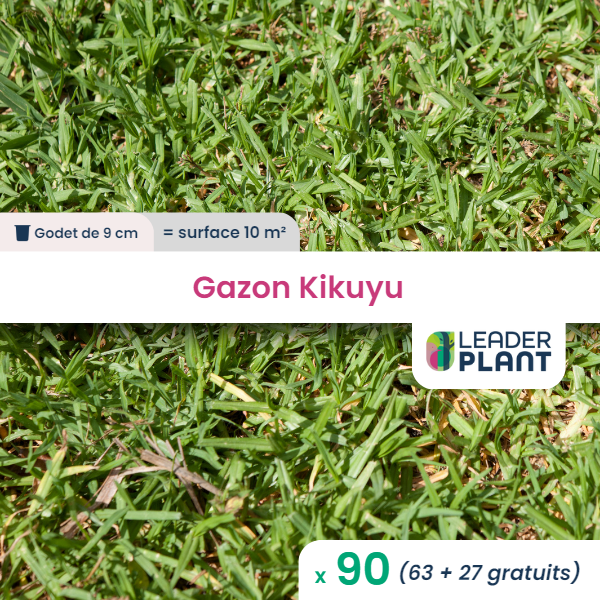 90 x kikuyu / gazon kikuyu en godet