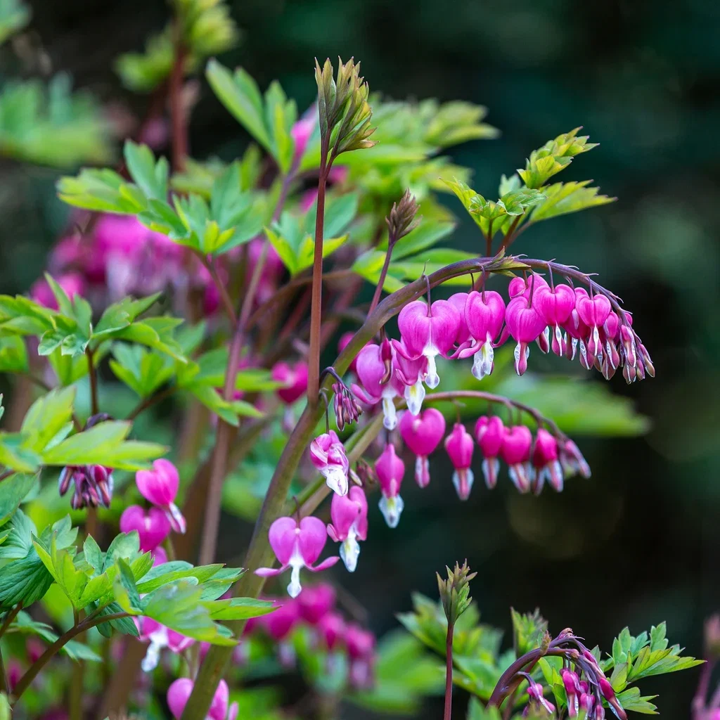 Lamprocapnos spectabilis Løytnantshjerte Ø11 cm