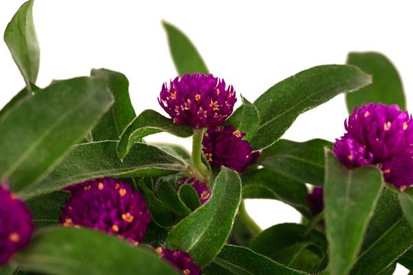 Beet- & Balkonpflanzen-Set Extravaganz,