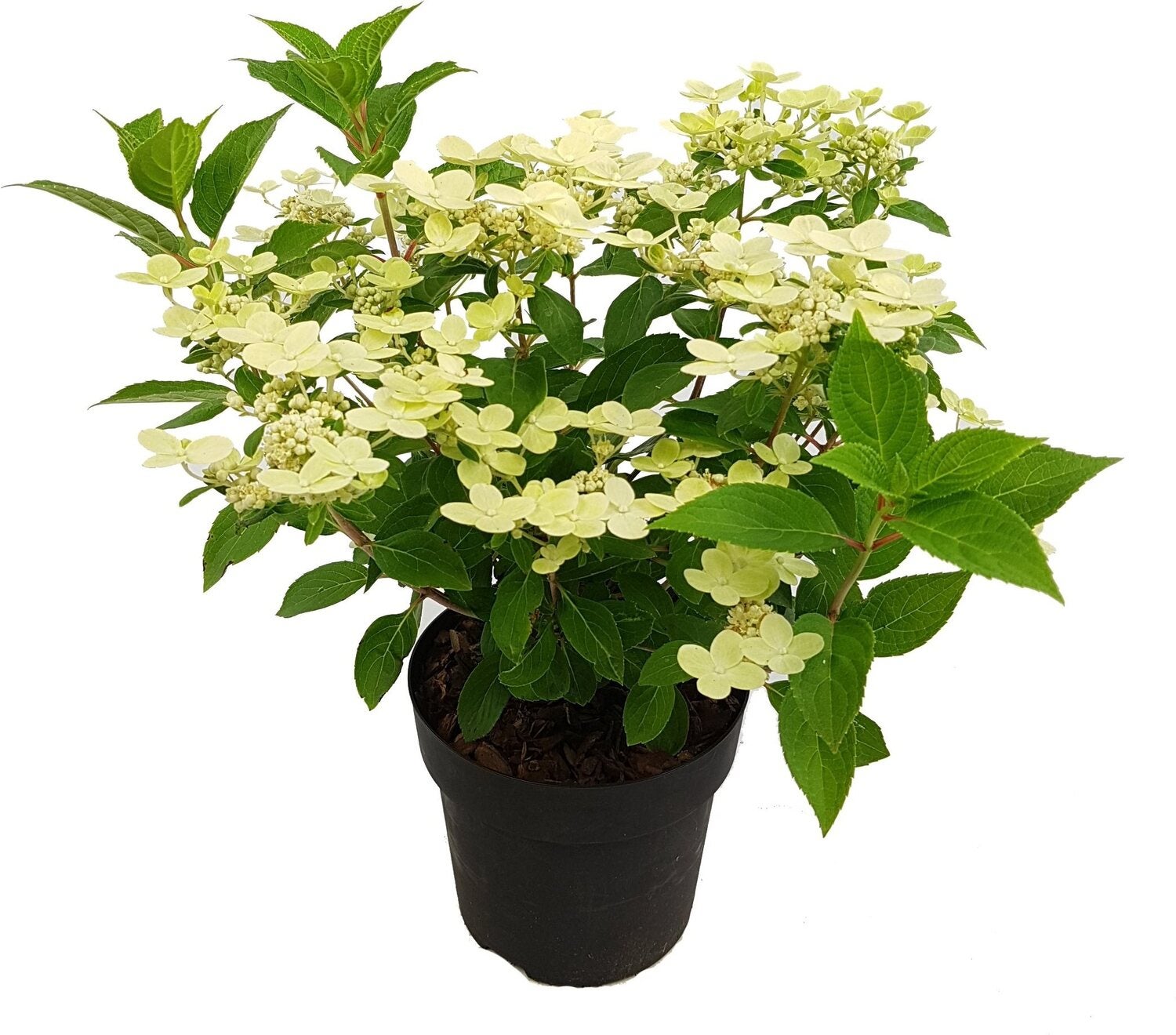 Pluimhortensia (Hydrangea paniculata 'Switch Ophelia') D 19 H 40 cm