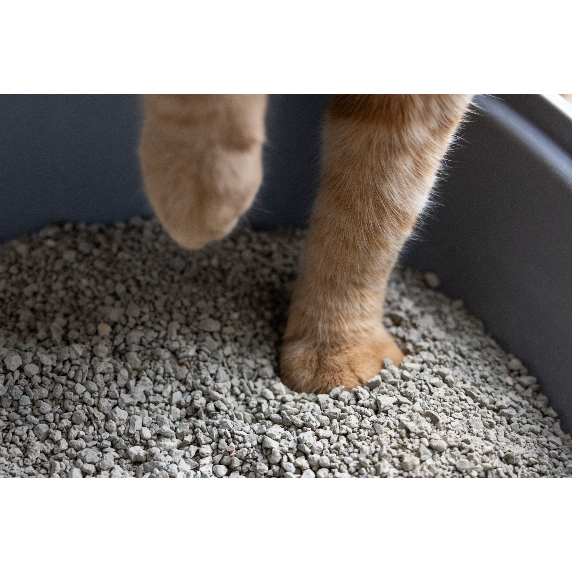 Gritty Klontvormende Kattenbakvulling