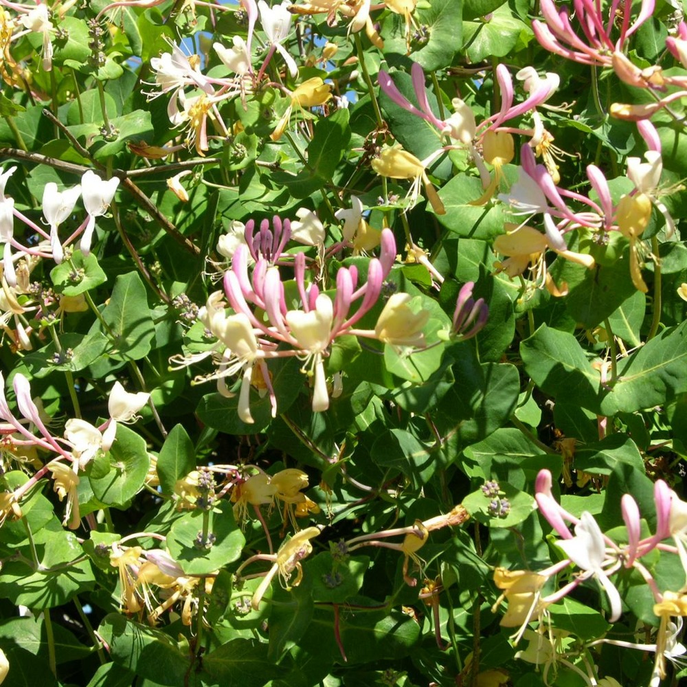 Chèvrefeuille periclymenum serotina/lonicera periclymenum serotina[-]godet - 5/10 cm