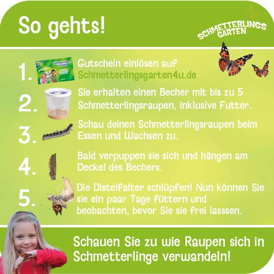 HCM Kinzel Schmetterlingsgarten Mehrfarbig