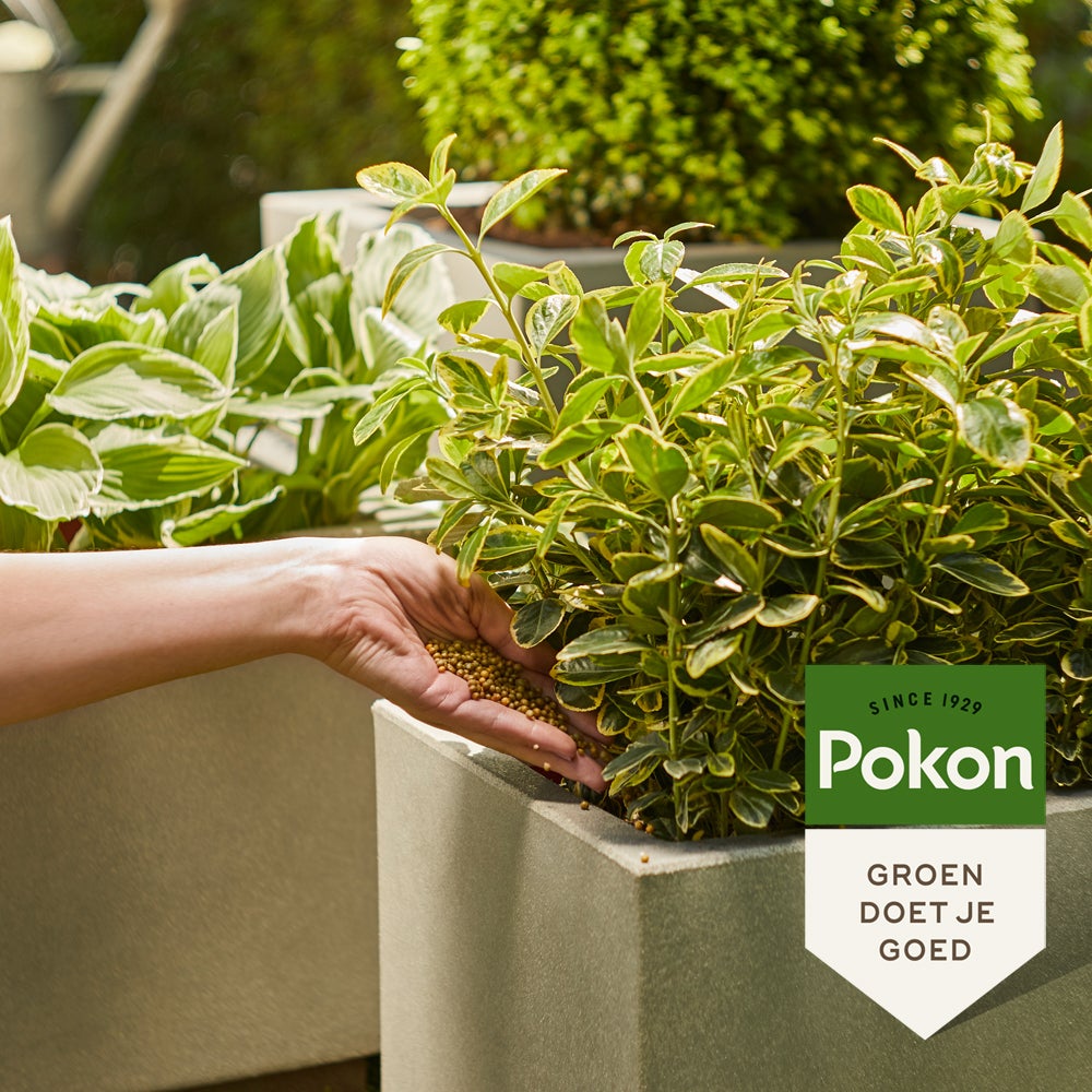 Pokon strooibus groene plantenvoeding 800 gr