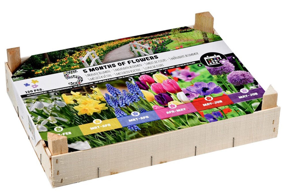 Florex Bloembollen mix - 5 maanden bloemen - in Kistje