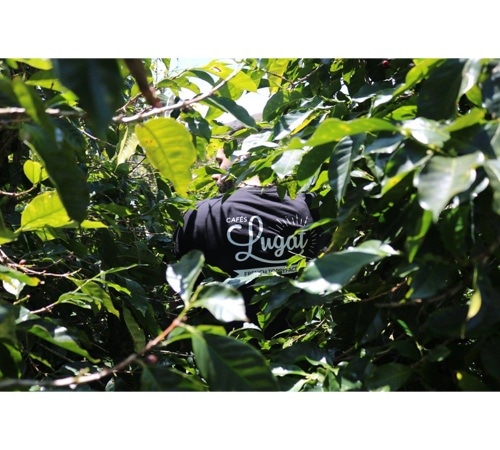 Café moulu : Guatemala - El Maya - 250g - Cafés Lugat