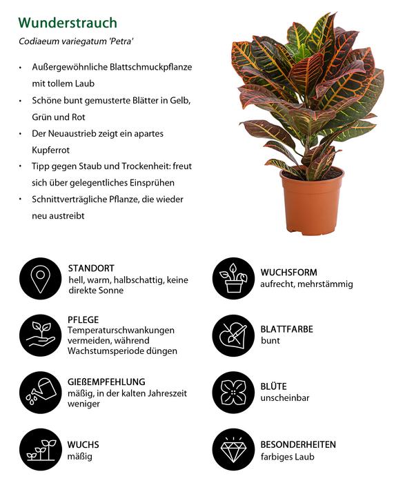 Wunderstrauch - Codiaeum variegatum 'Petra'