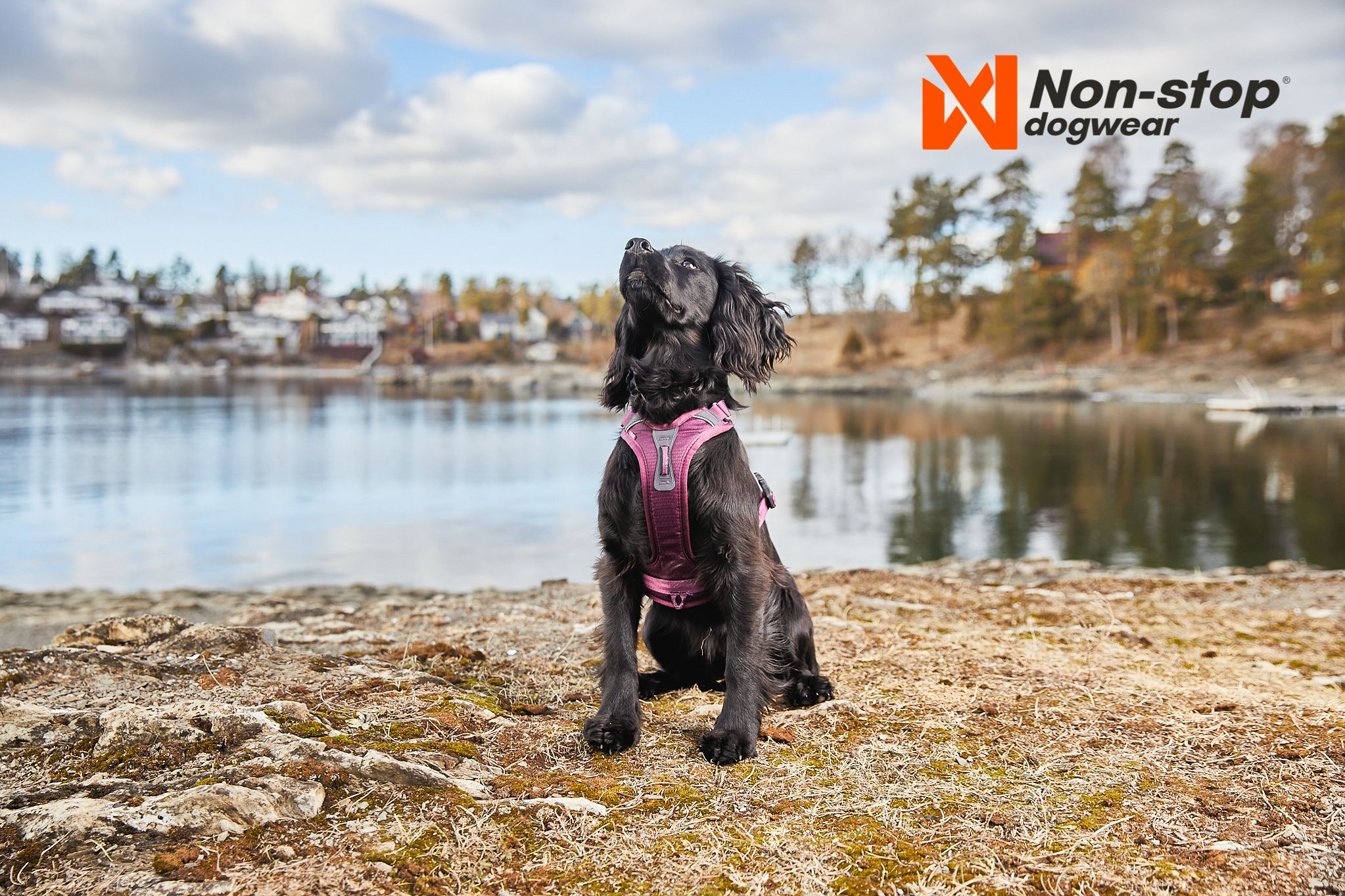 Kjøp Non-Stop Dogwear Ramble Harness fra Hekta på tur!