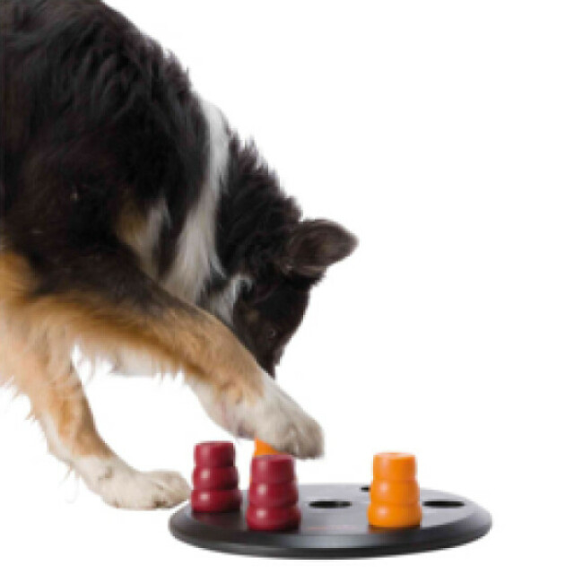 Solitaire pour chien jeu de stratégie éducatif Dog Activity
