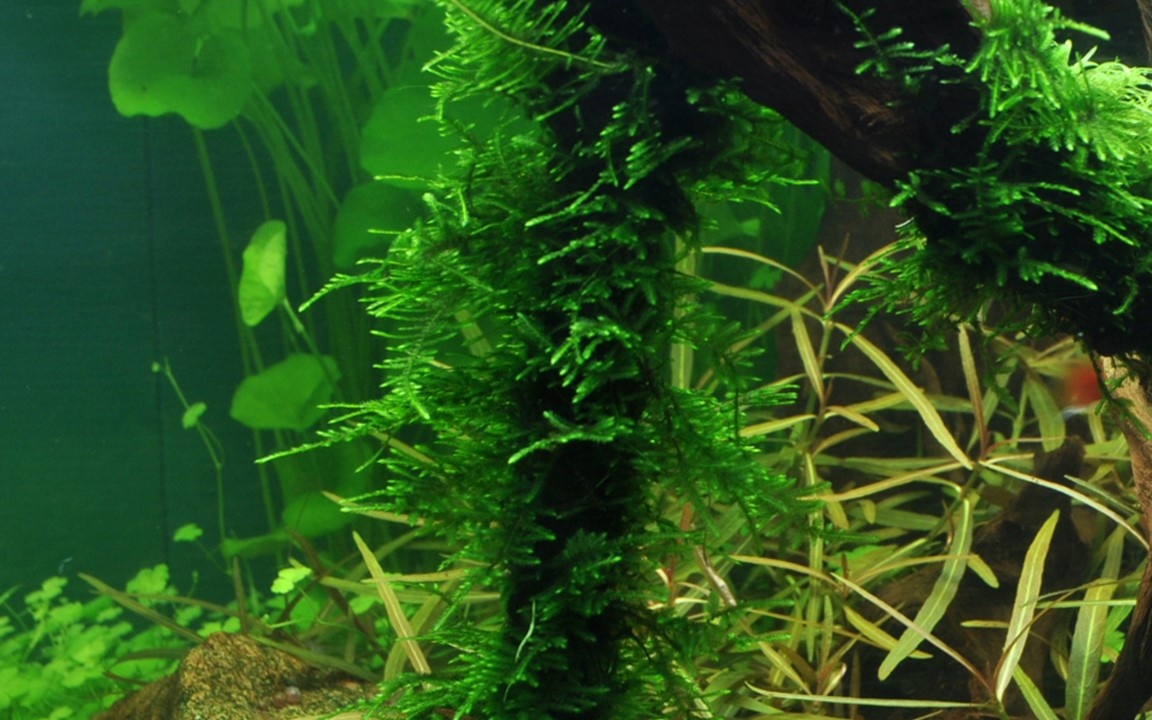 Waterplant Taxiphyllum sp. Spiky Moss