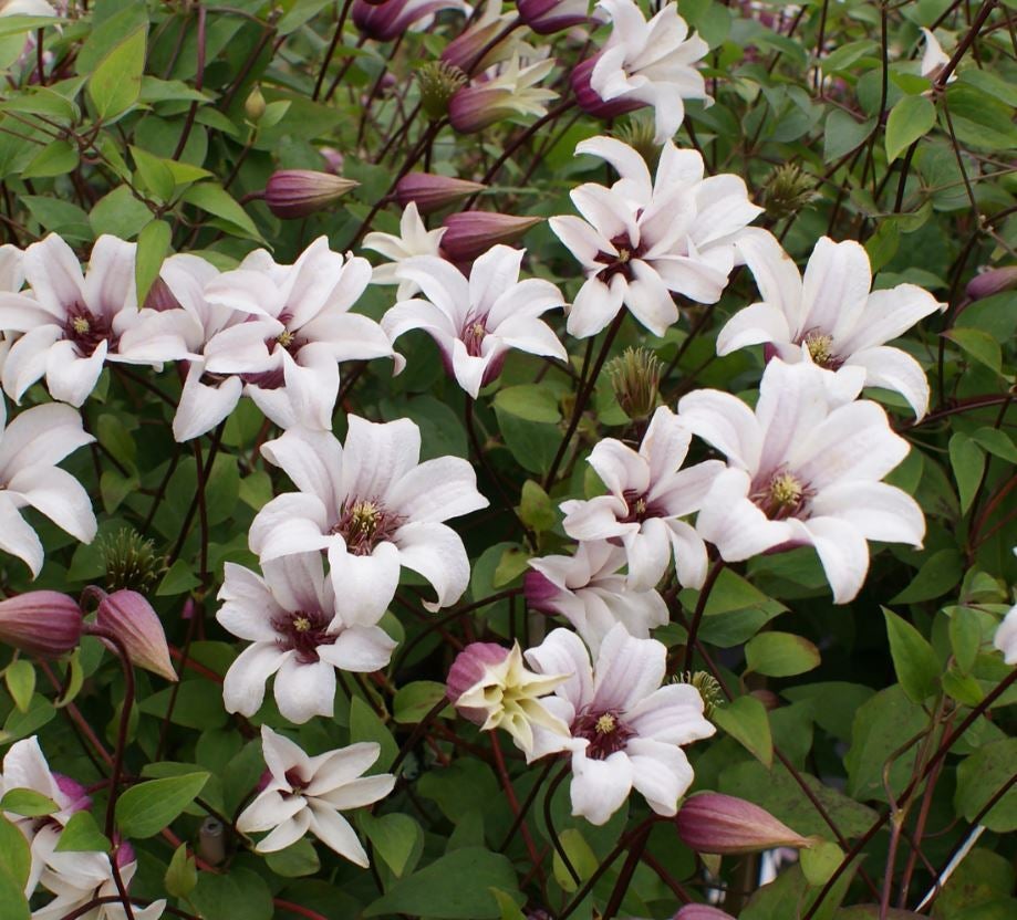 Bosrank (Clematis 'Princess Kate') D 16 H 75 cm