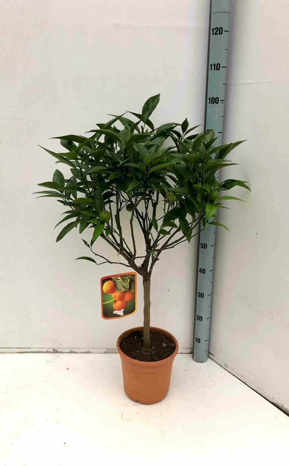 Citrus clementina adulte (syn. Citrus reticulata) taille pot 80l - 150/175cm - peri 30/40
