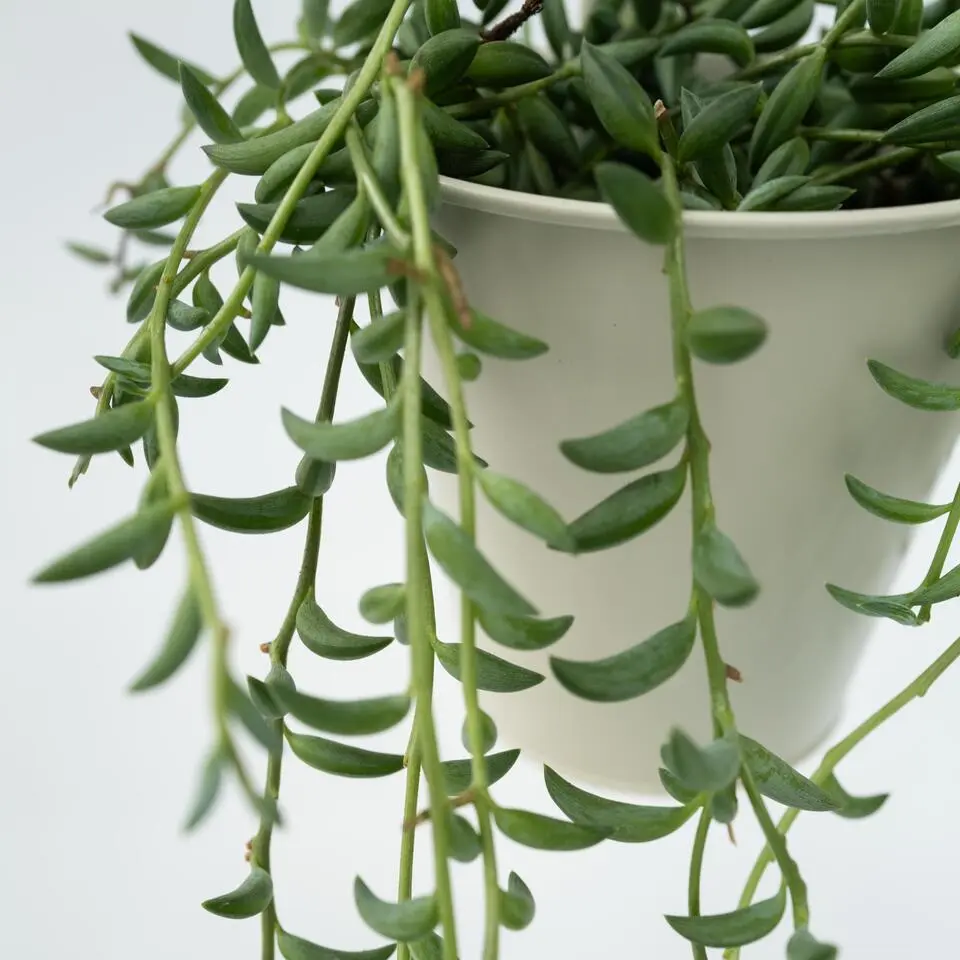 Bananenketting - Set van 2 - Senecio radicans - Hoogte 10-20cm - ⌀12cm