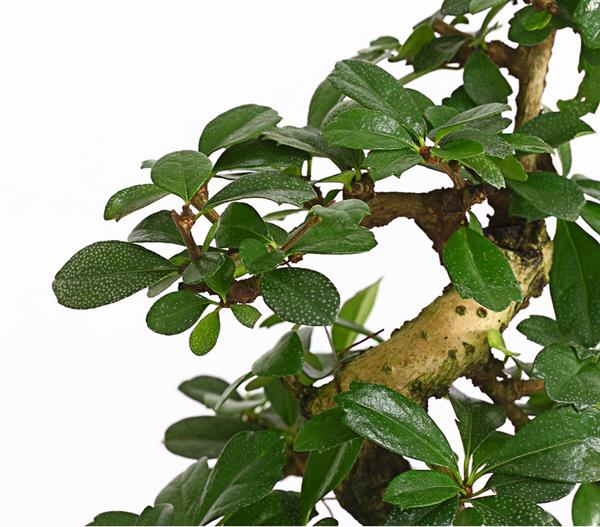 Bonsai Fukientee - Carmona microphylla, 8