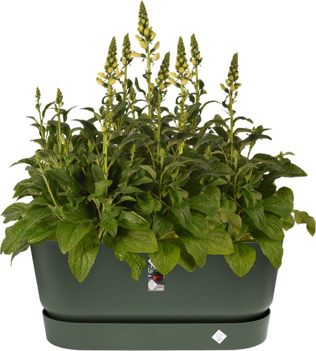 Elho plantenbak Greenville groen 78 x 35 x 33,5 cm