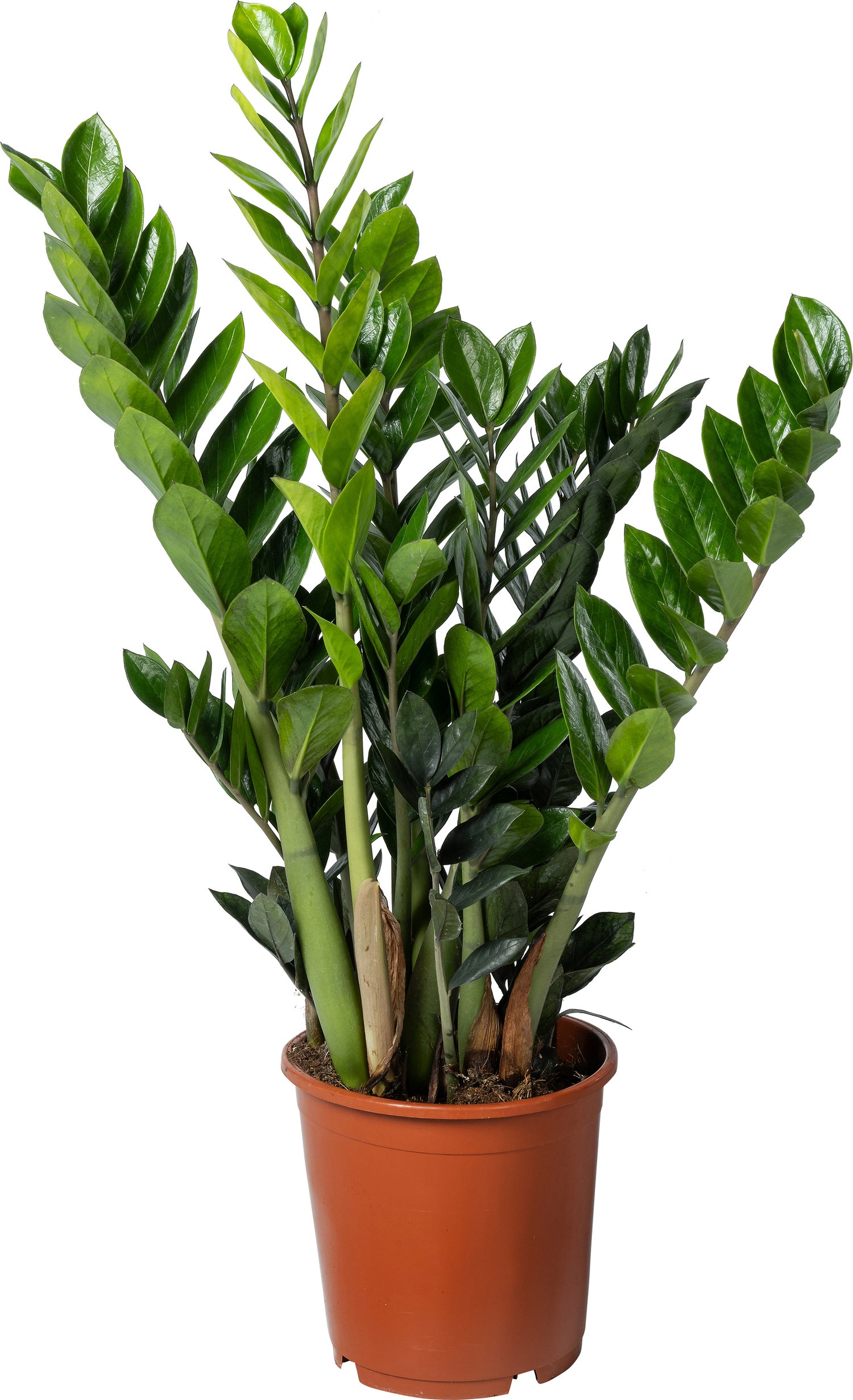 Zamioculcas (Zamioculcas zamiifolia 'Super Nova') D 21 H 75 cm