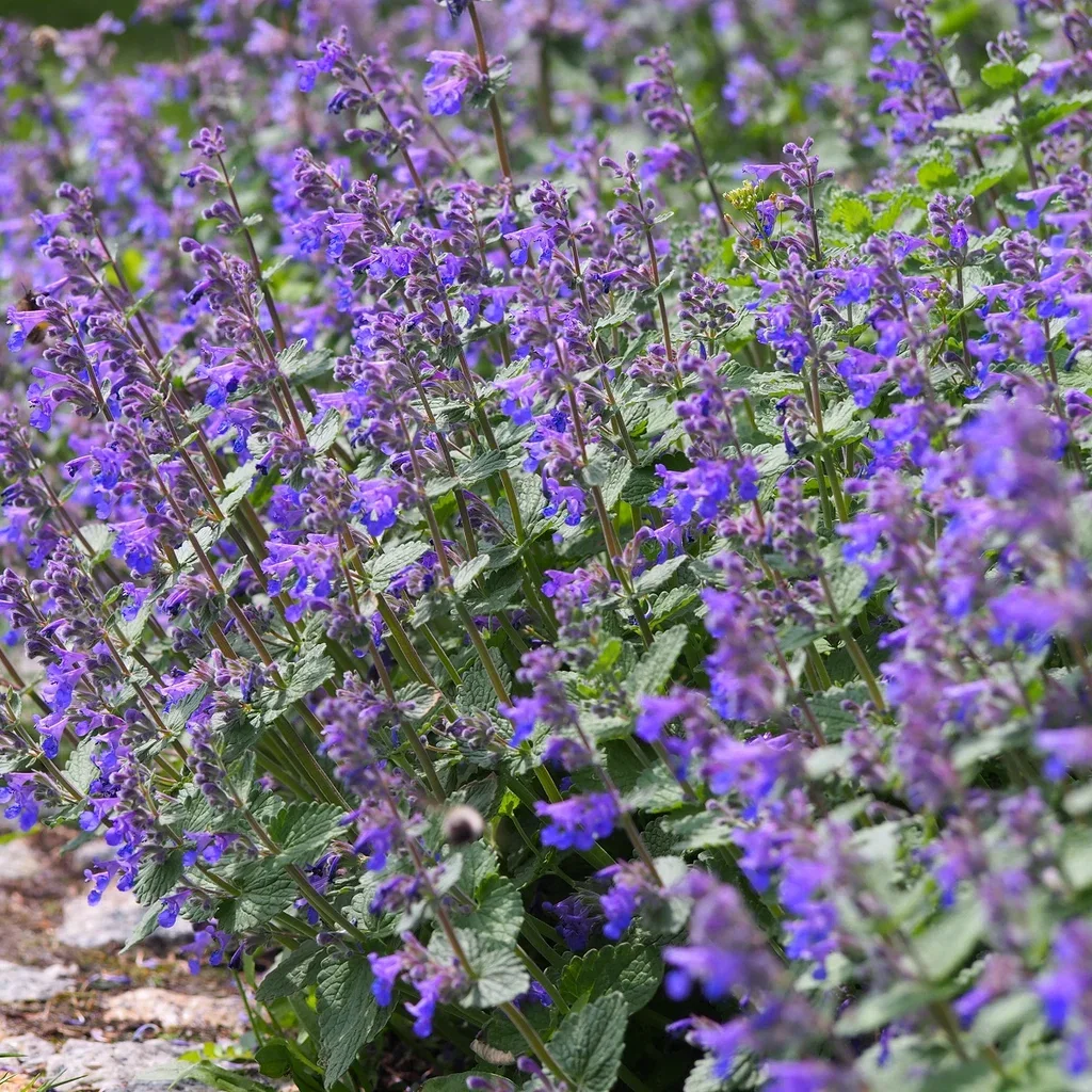 Nepeta x faassenii 'Cat's Pajamas' Prydkattemynte 'Cat's Pajamas' Ø15 cm