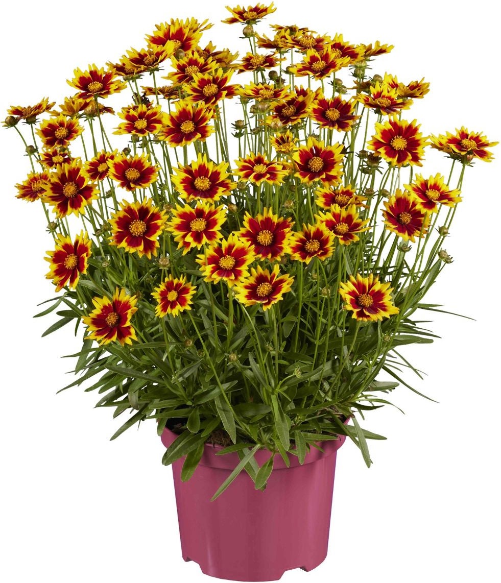 Meisjesogen (Coreopsis 'UpTick Gold & Bronze') D 17 H 35 cm
