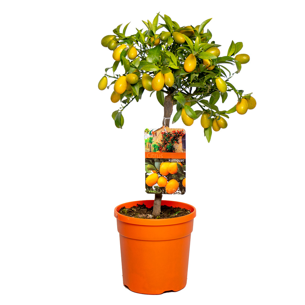 Citrus margarita 'kumquat' - oranger - arbre fruitier - persistant - ⌀19 cm - ↕50-60 cm
