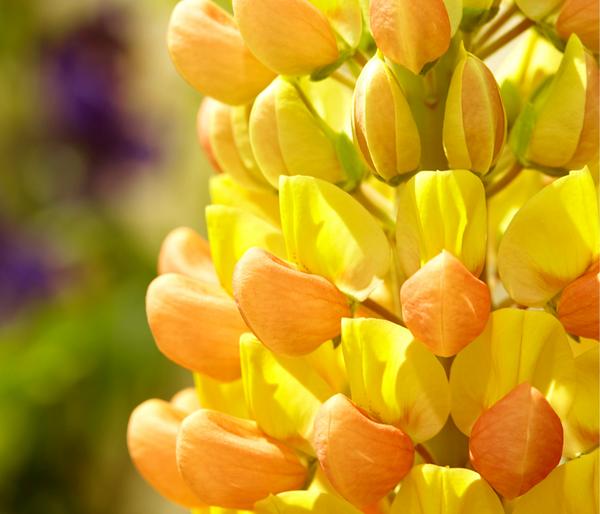 Bio Lupine, gelb