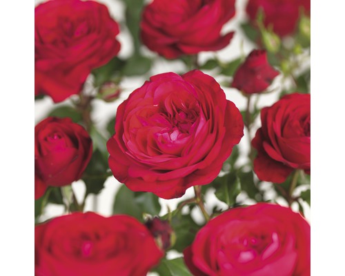 Rozenstruik 'Red Meilove' Floraself Rosa 'Red Meilove' stamhoogte 60 cm Co 5 L