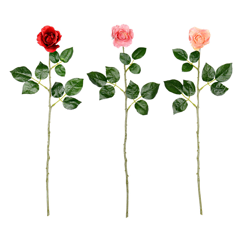 Branche de bouton de rose