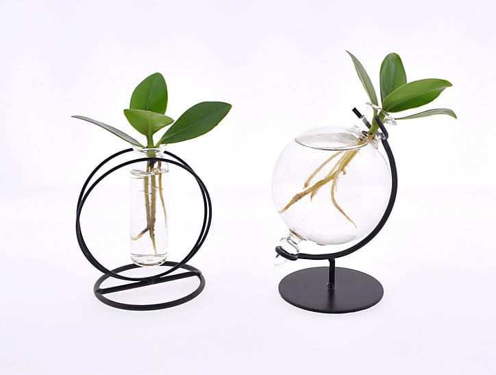 Clusia princess dans verre