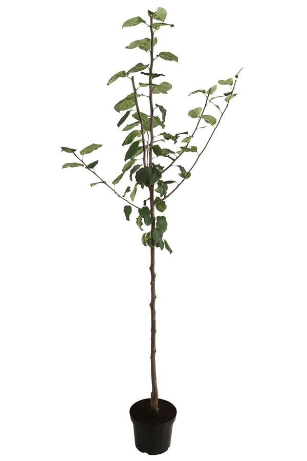 Herbstapfel 'Jakob Fischer'
