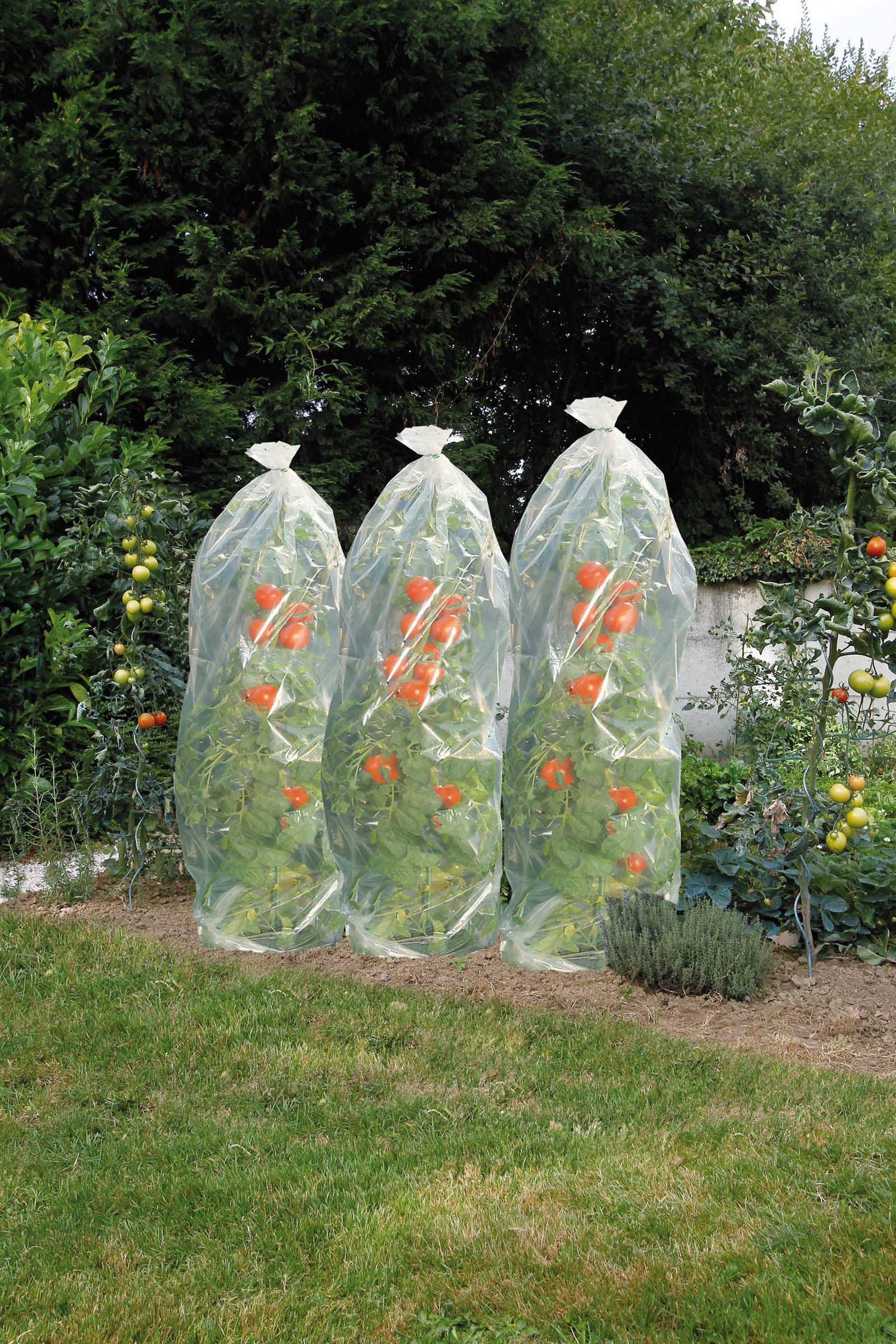 Nature tomatenhoezen D 50 cm x 15 m transparant
