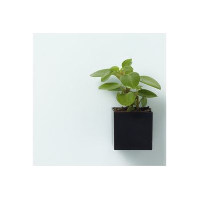 Naga - Pot à marqueurs aimanté - carré 6 x 6 x 6 cm