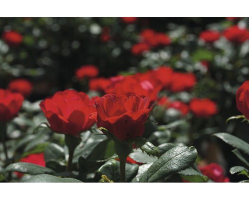 Roos 'Zepeti' ® H 30-40 cm Co 6 L
