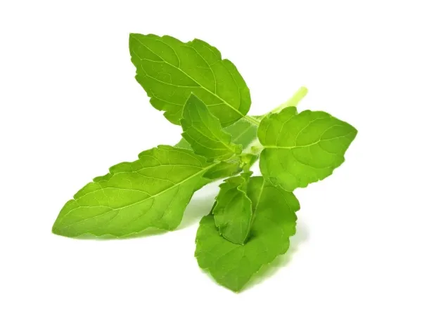 Click & Grow SGR66x3, Spiselig plante, Basilikum, Genopfyldning, Hurtig producent (3-5 uger), 7 - 14 dage, 3 måned(er)