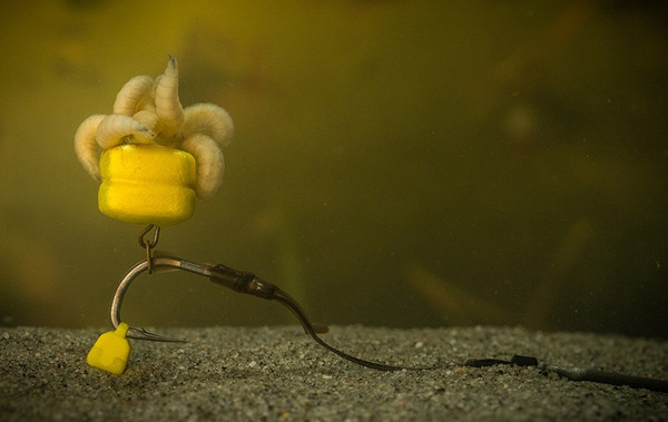 Pole Position Tungsta Corn Shot On The Hook (8 pièces)