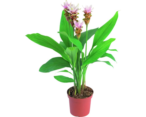 Kurkuma plant FloraSelf H ca. 50 cm Ø 14 cm pot
