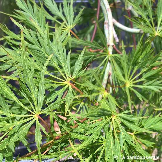 Acer palmatum 'Viridis' Dissectum C3L h.40/60cm