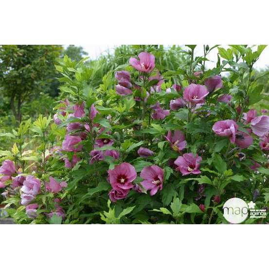 Hibiscus syriacus : ctr 15 litres