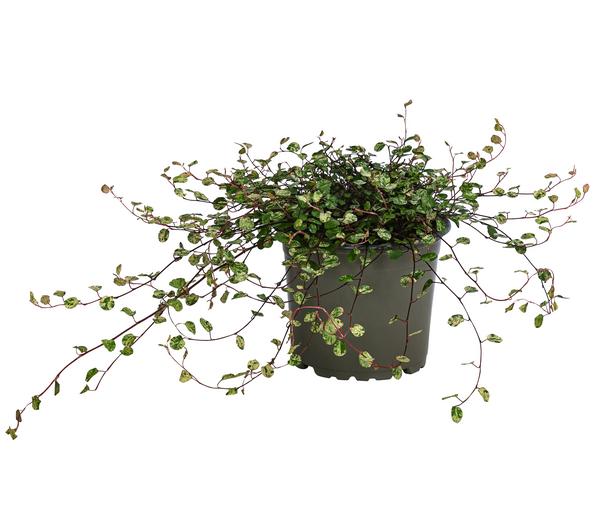 Drahtstrauch - Muehlenbeckia complexa 'Pink