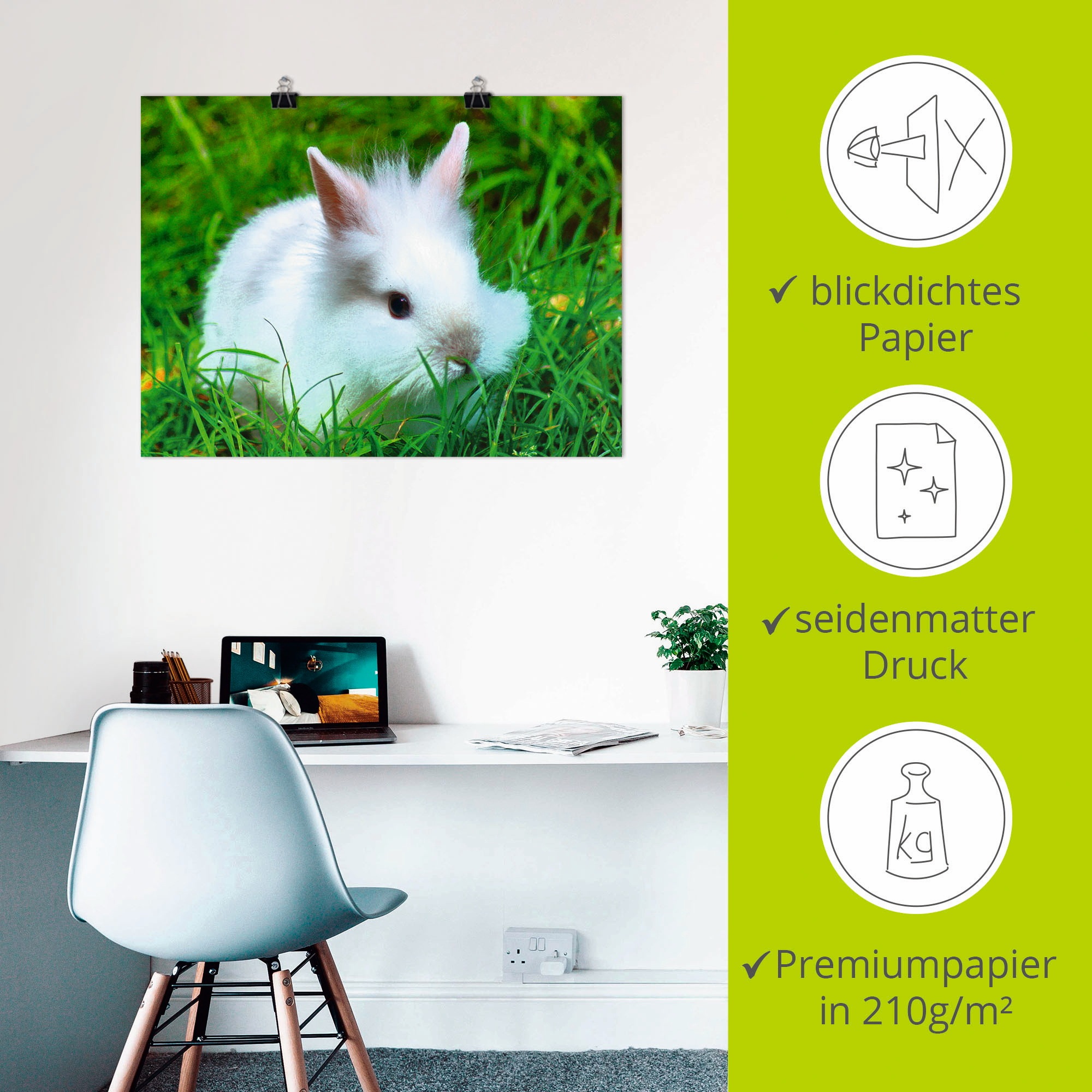 Artland Poster »Weisses Zwergkaninchen Baby« Wildtiere 1 Stk. tlg. als Poster, Wandaufkleber in verschied. Grössen