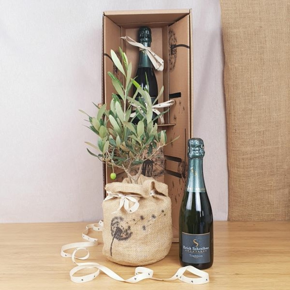 Coffret d'un olivier, symbole d'abondance, avec une bouteille de champagne bio