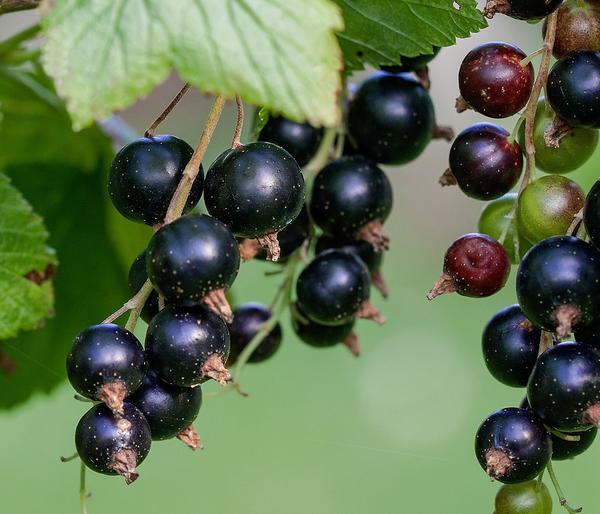 Johannisbeere 'Titania'