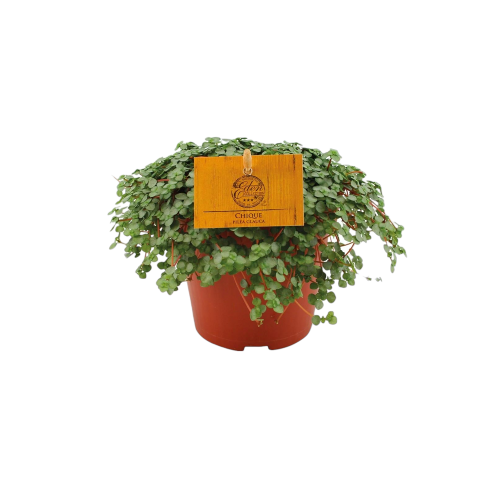 Plante d'intérieur - pilea glauca 20.0cm