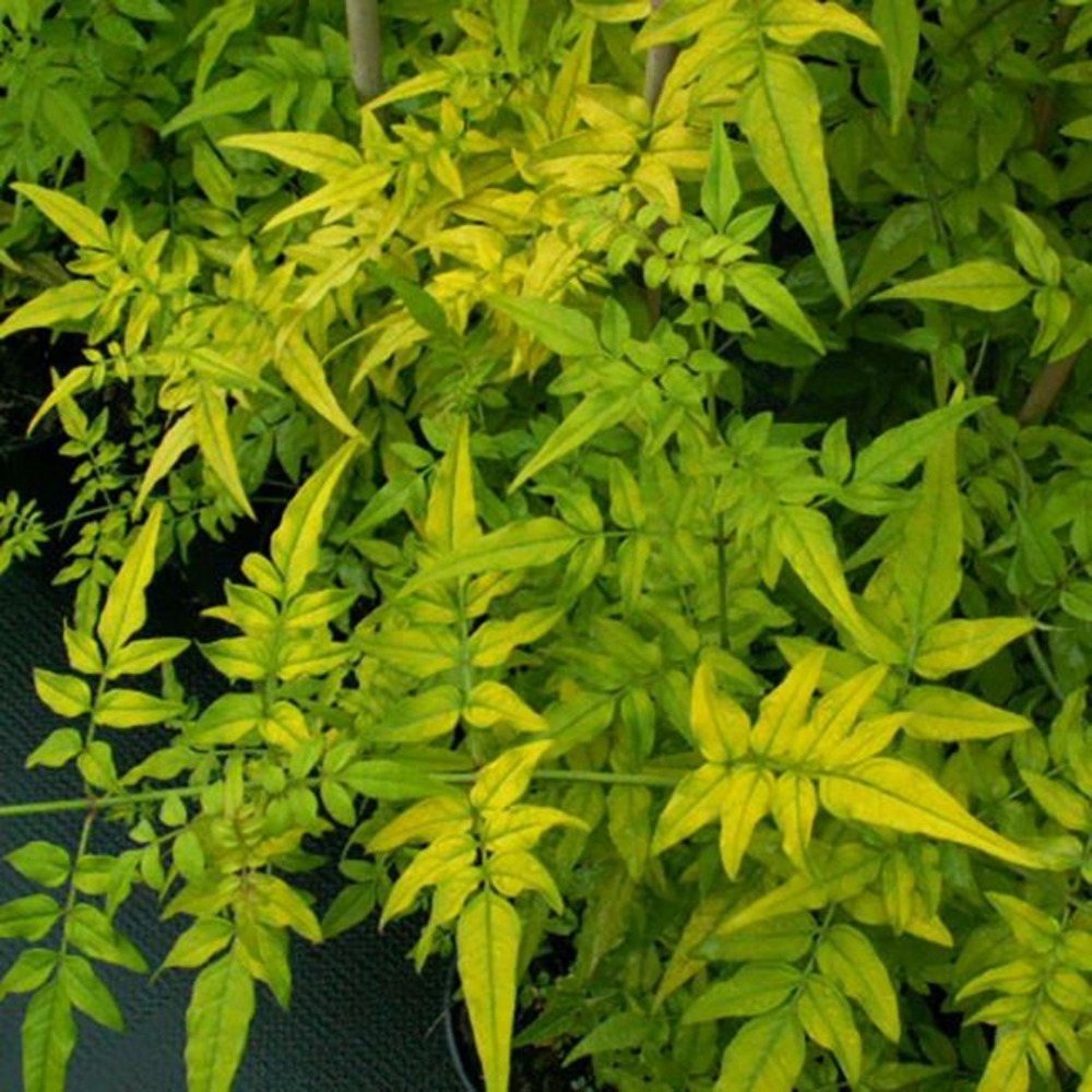 Jasmin officinal 'aureovariegatum' - jasminum officinalis 3l