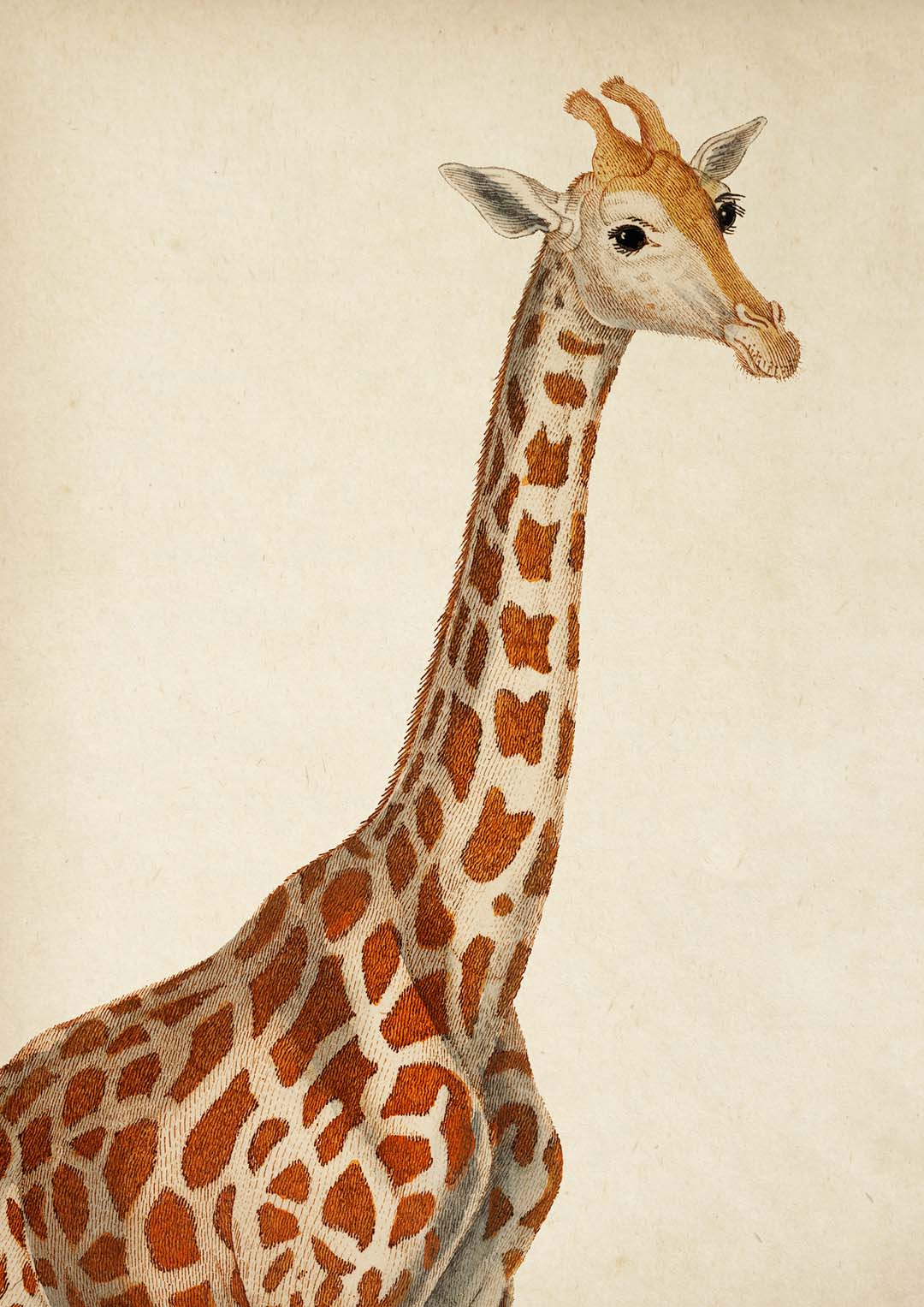 Antike Giraffe