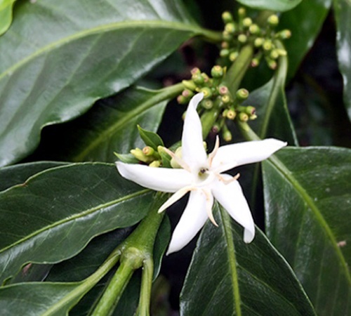 Café en grains : Mexique Bio - Sueño - Décaféiné à l'eau - 250g - Cafés Lugat