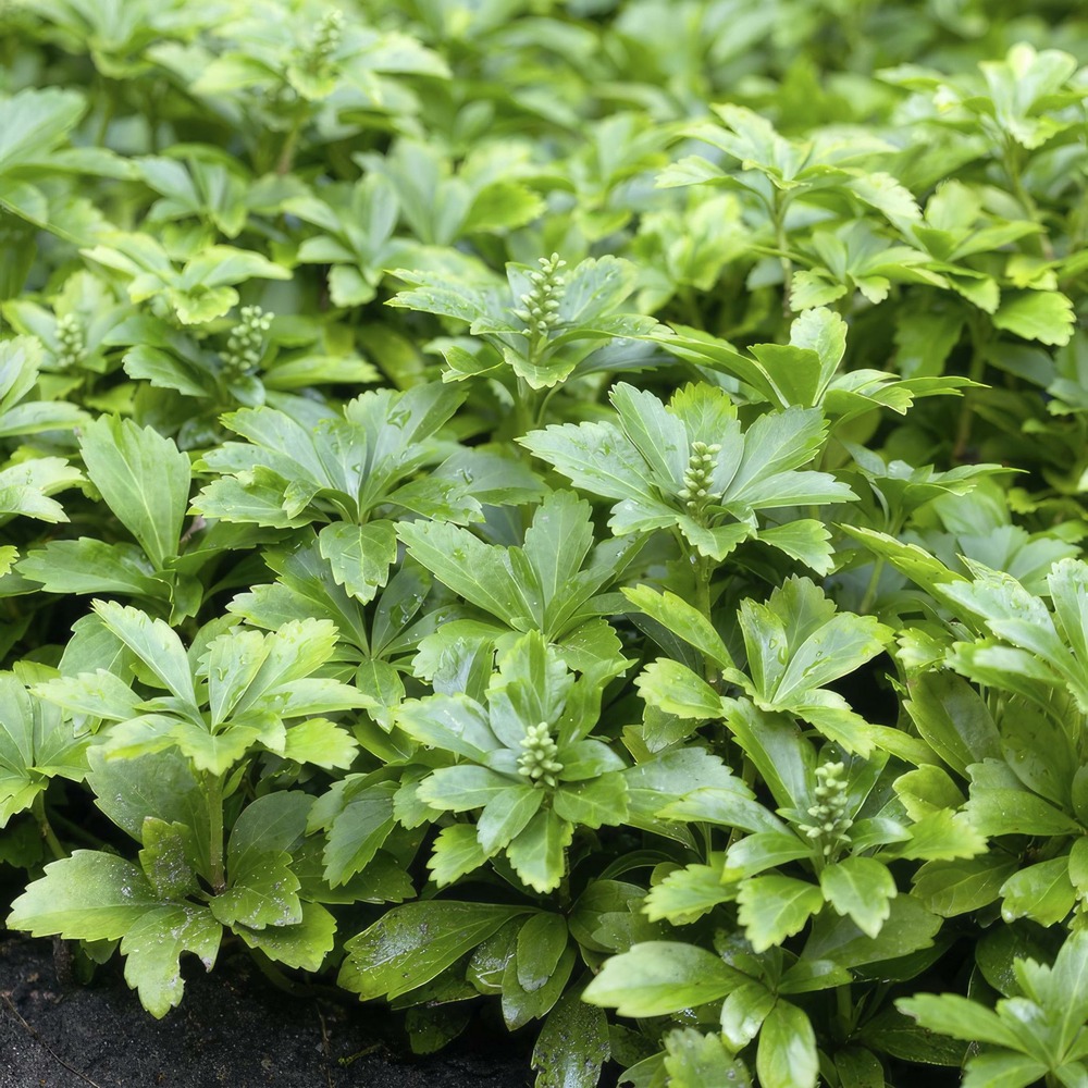 Pachysandra term. 'green carpet'