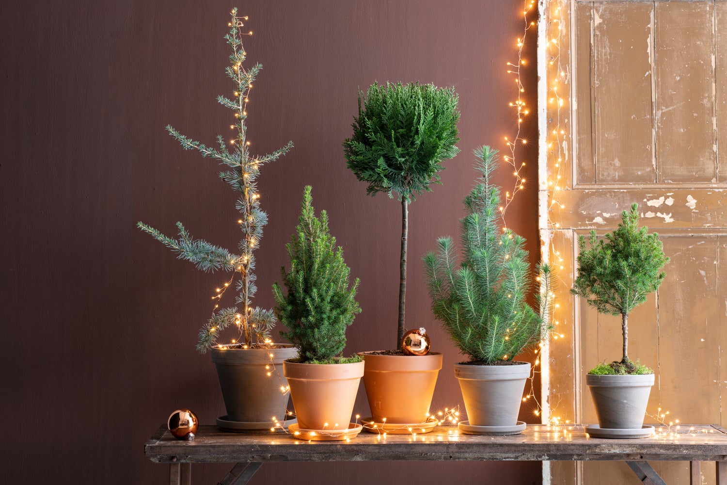 Levensboom op stam (Thuja plic. 'Gelderland') D 21 H 70 cm